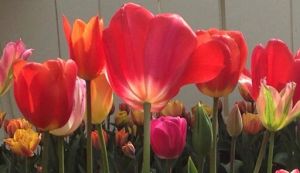 10261977_794954573865313_4119245660778534168_n