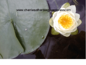 LOTUS with blog and leaf