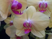 Orchids 2